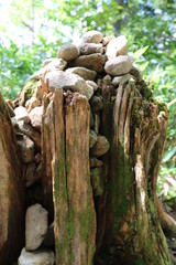 Tree and rocks