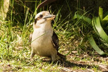 Laughing Kookaburra in Australia