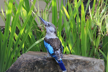 Eastern Blue Winged Kookaburra in Australia