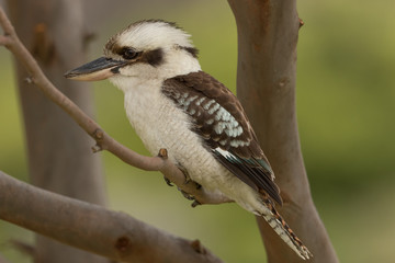 Laughing Kookaburra in Australia