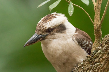 Laughing Kookaburra in Australia