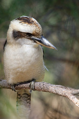 Laughing Kookaburra in Australia