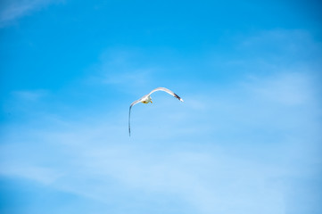 The beautiful seagull flying to the sky