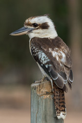 Laughing Kookaburra in Australia