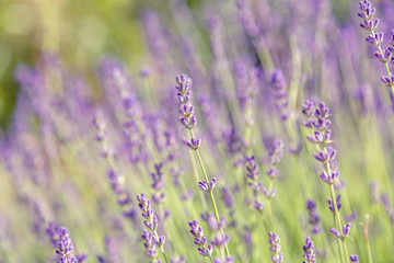 Floral background of lavender blooming. Purple lavender flowers on natural background.