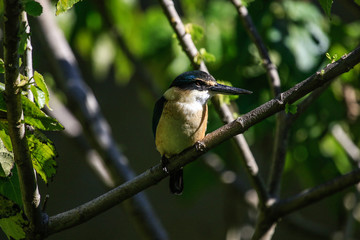 Sacred Kingfisher