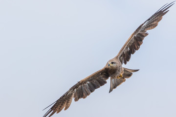 Black Kite in Australia
