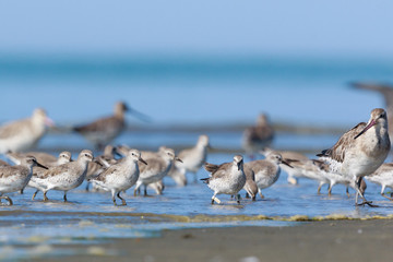 Lesser Red Knot