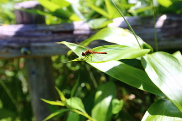 dragonfly, red dragonfly