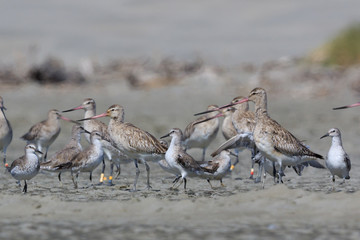 Lesser Red Knot