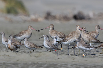 Lesser Red Knot