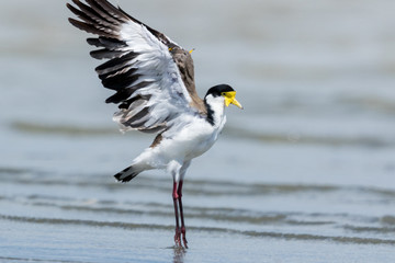 Masked Lapwing