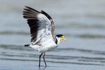 Masked Lapwing