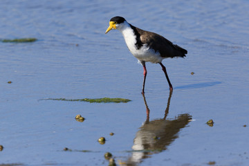 Masked Lapwing