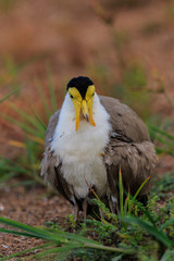 Masked Lapwing