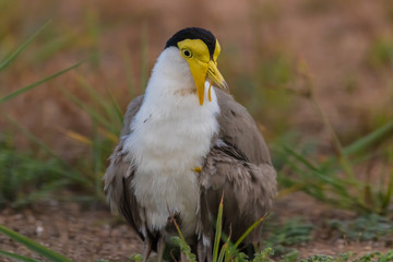 Masked Lapwing