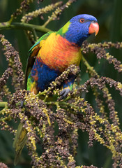 Rainbow Lorikeet in Australia