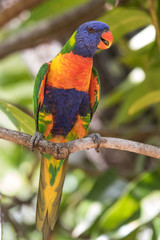 Rainbow Lorikeet in Australia