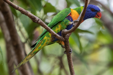 Rainbow Lorikeet in Australia