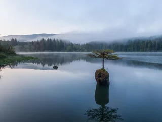 Fotobehang Bonsai Beautiful View of an Iconic Bonsai Tree at the Fairy Lake during a misty summer sunrise. Taken near Port Renfrew, Vancouver Island, British Columbia, Canada.  © edb3_16