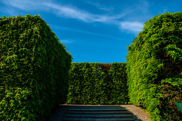 The green living fence in the park