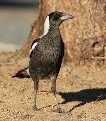 Australasian Magpie 