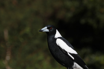 Australasian Magpie 