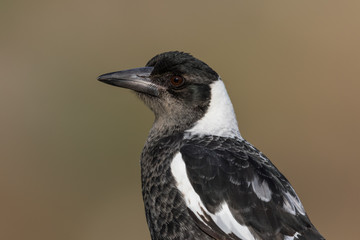 Australasian Magpie 