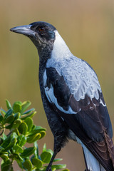 Australasian Magpie 