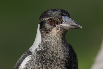 Australasian Magpie 