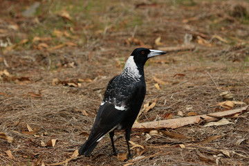 Australasian Magpie 