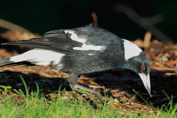 Australasian Magpie 