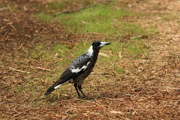 Australasian Magpie 