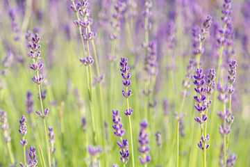 Floral background of lavender blooming. Purple lavender flowers on natural background.