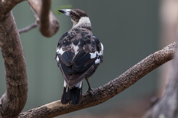 Australasian Magpie 