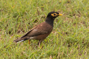 Common Mynah