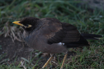 Common Mynah