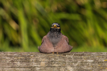 Common Mynah