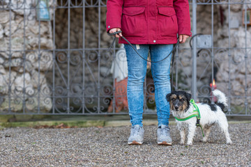 Woman is walking with a small cute obedient Jack Russell Terrier dog. Resting at a grotto with a saint figure.