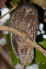 Ruru Endemic New Zealand Owl