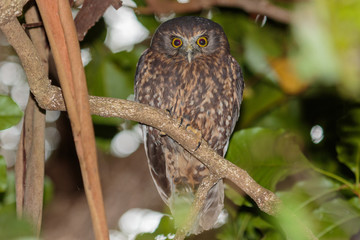 Ruru Endemic New Zealand Owl