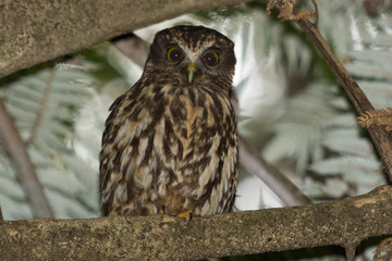 Ruru Endemic New Zealand Owl