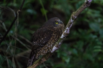 Ruru Endemic New Zealand Owl