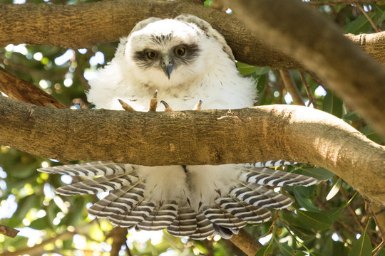 Powerful Owl in Sydney Australia