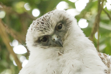 Powerful Owl in Sydney Australia
