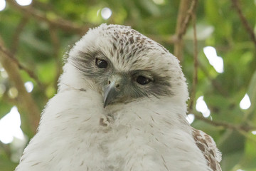 Powerful Owl in Sydney Australia