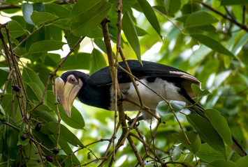 Oriental Pied Hornbill on branch on green background in nature.