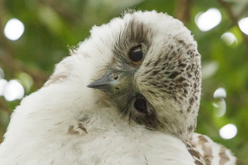 Powerful Owl in Sydney Australia