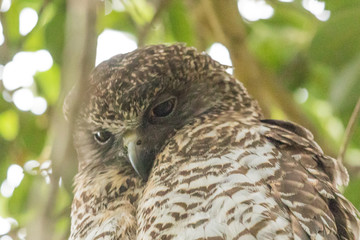 Powerful Owl in Sydney Australia