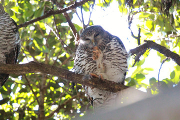 Powerful Owl in Sydney Australia